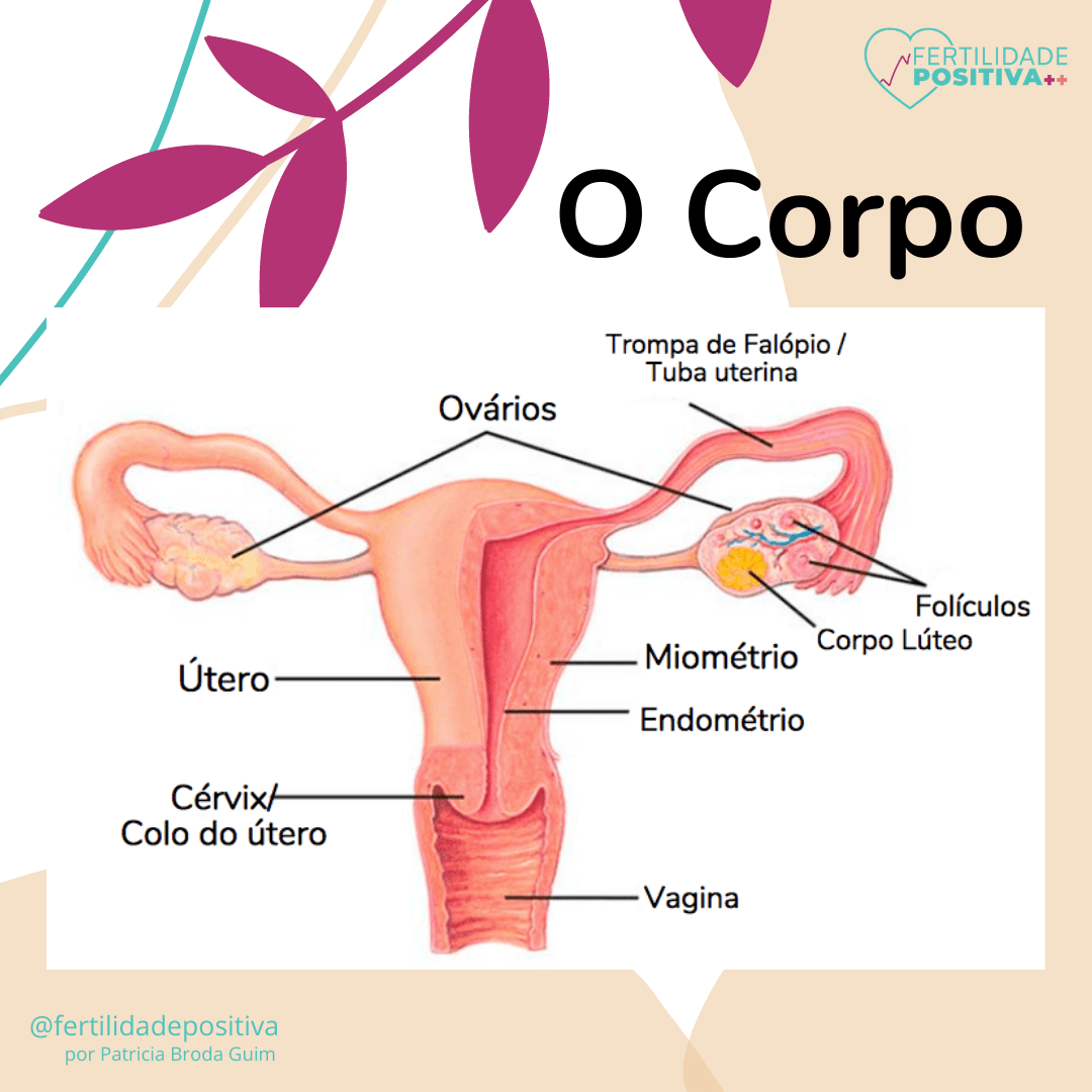 Sistema reprodutor feminino.