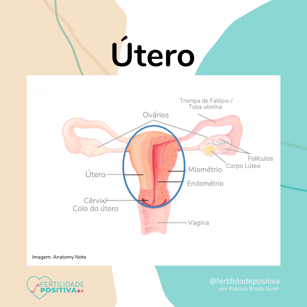 Útero.
