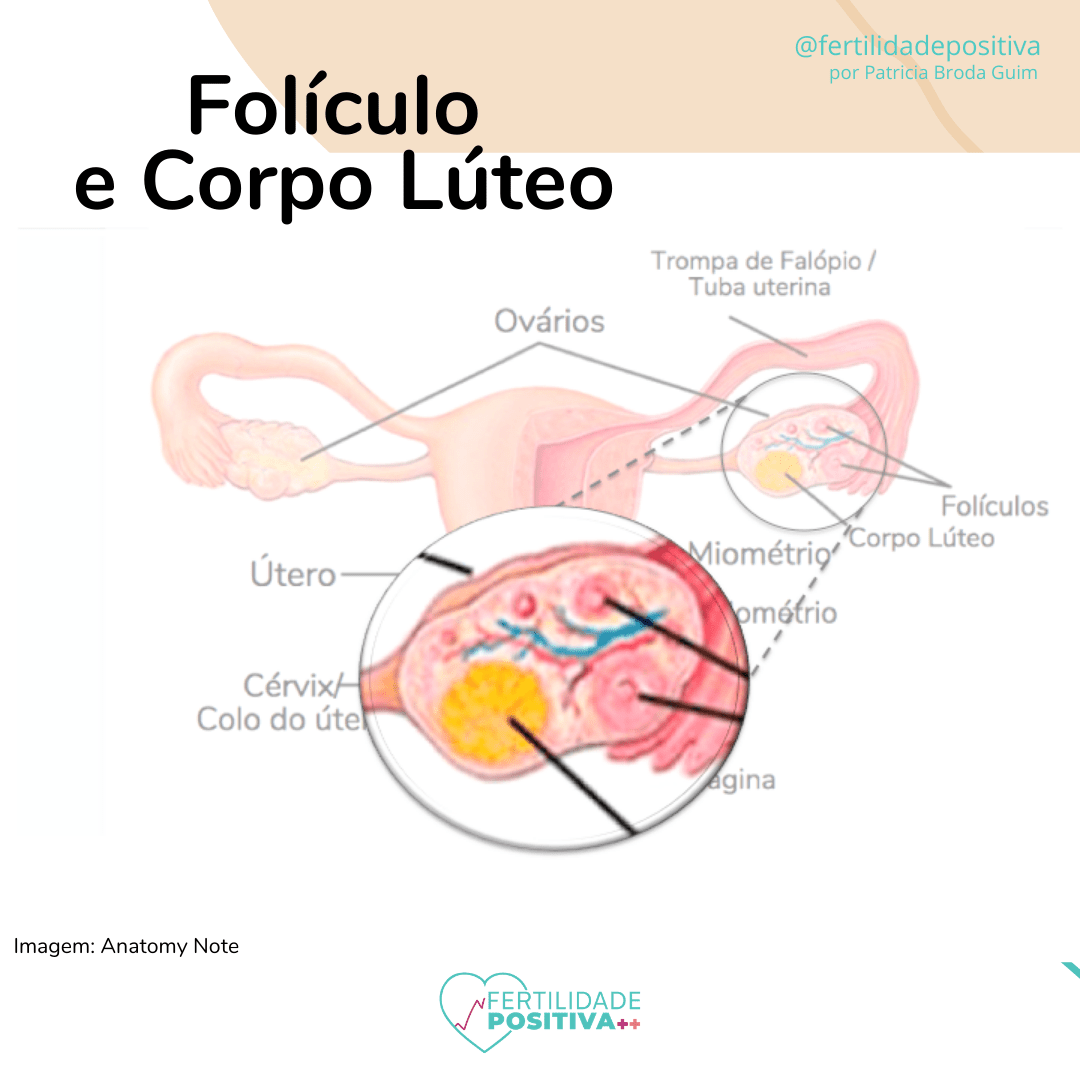 Entenda o folículo e o corpo lúteo.