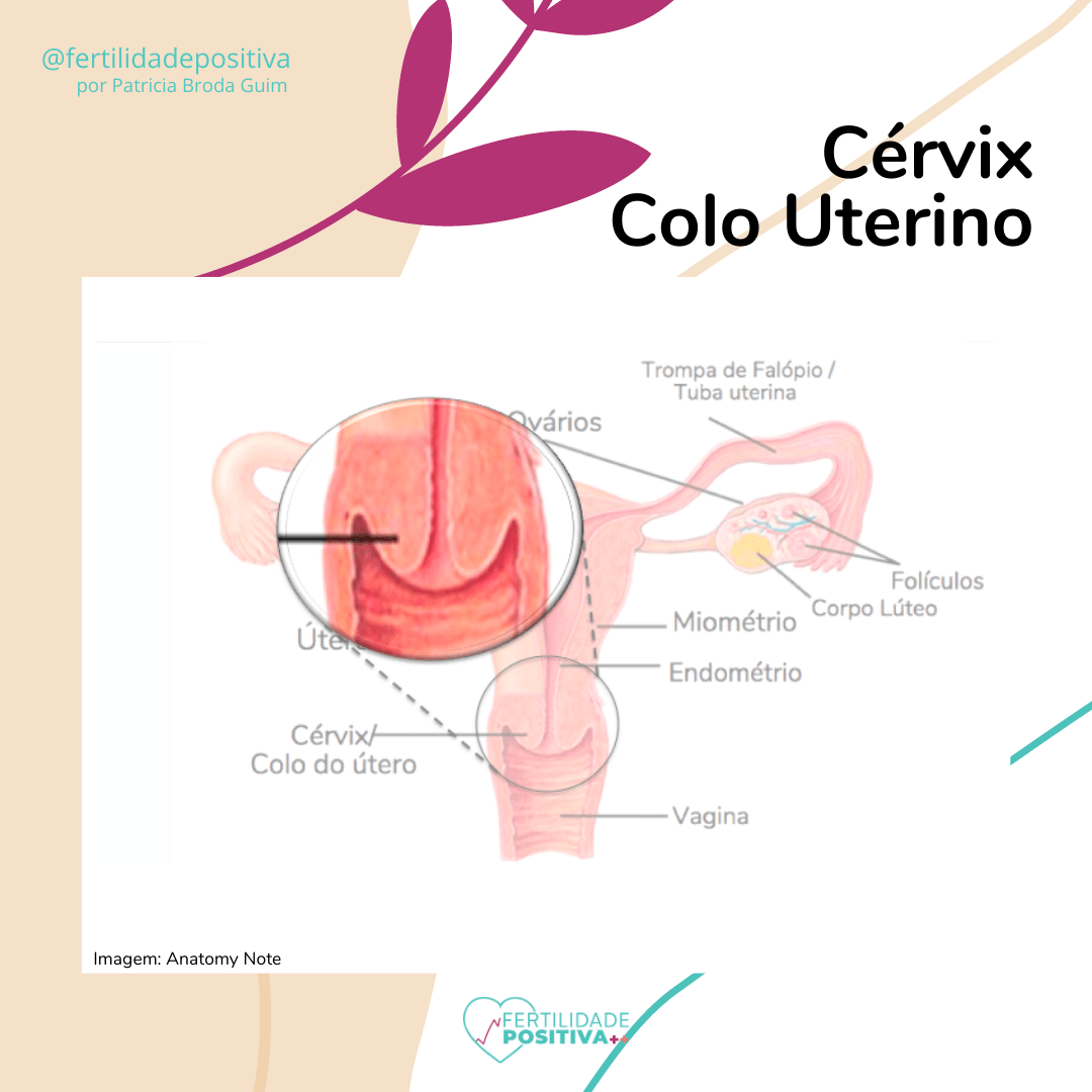 Cérvix ou colo uterino