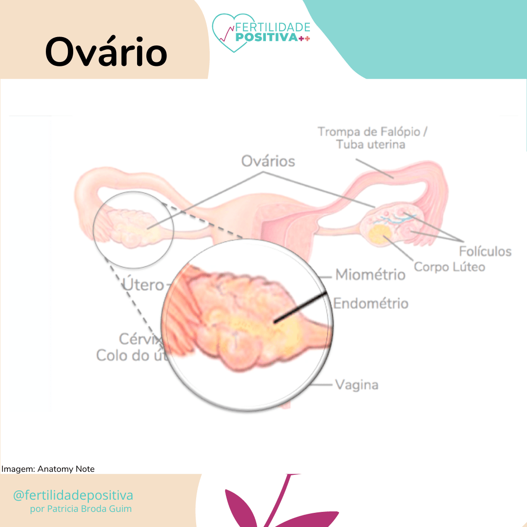 Ovário