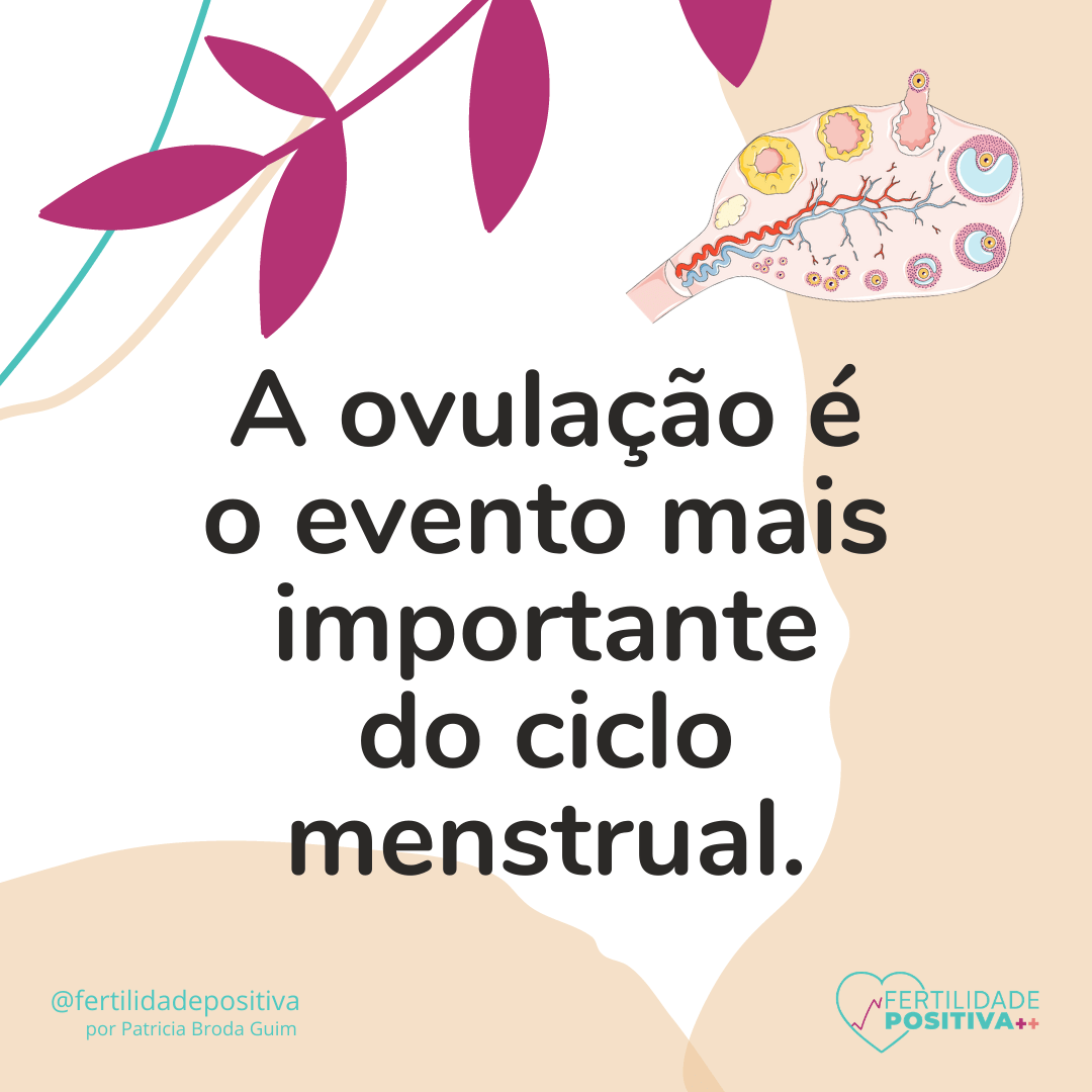 A ovulação é o evento mais importante do ciclo menstrual